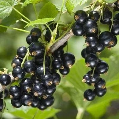 Смородина чёрная ВОЛШЕБНИЦА  Смородина чёрная ВОЛШЕБНИЦА в Ставрополе