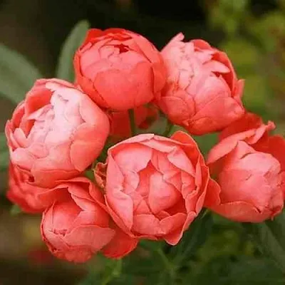 Саженцы роз ОРАНЖ МОРСДАГ полиантовая  Саженцы роз ОРАНЖ МОРСДАГ полиантовая в Ставрополе