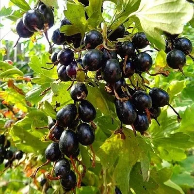 Смородина золотистая ОВАЛЬНАЯ  Смородина золотистая ОВАЛЬНАЯ в Ставрополе