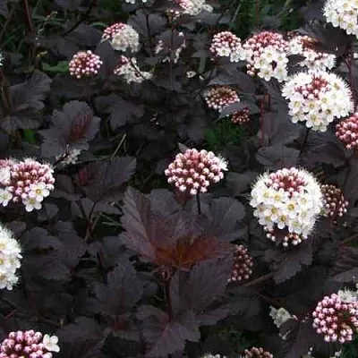 Пузыреплодник ДИАБЛО в Ставрополе