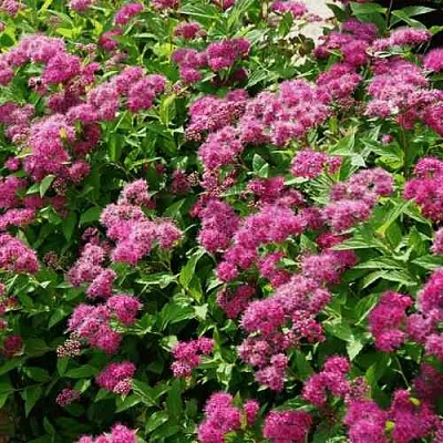 Спирея КРИСПА японская в Ставрополе