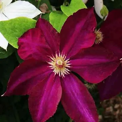 Клематис МАЗОВШЕ в Ставрополе