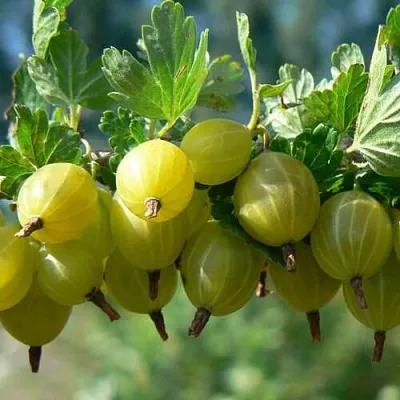 Крыжовник ХИННОНМАЙНЕН КЕЛЬТАЙНЕН в Ставрополе