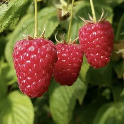 Малина МАПЕМА   Малина МАПЕМА  в Ставрополе