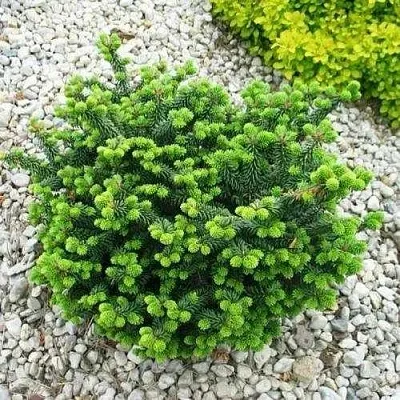 Пихта НАНА бальзамическая  Пихта НАНА бальзамическая в Ставрополе