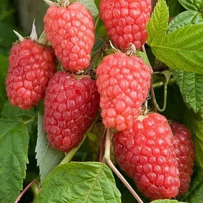 Малина КАСКАД ДЕЛАЙТ  Малина КАСКАД ДЕЛАЙТ в Ставрополе