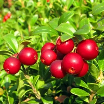 Брусника садовая РЕД ПЕРЛ  Брусника садовая РЕД ПЕРЛ в Ставрополе