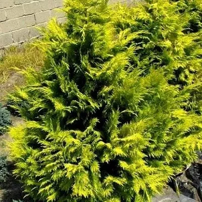 Кипарисовик ГОЛДЕН ВОНДЕР лавсона  Кипарисовик ГОЛДЕН ВОНДЕР лавсона в Ставрополе