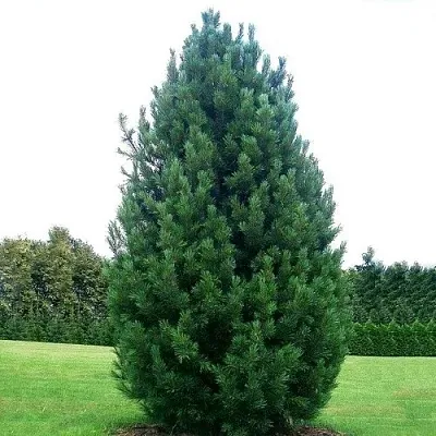 Сосна кедровая   Сосна кедровая  в Ставрополе