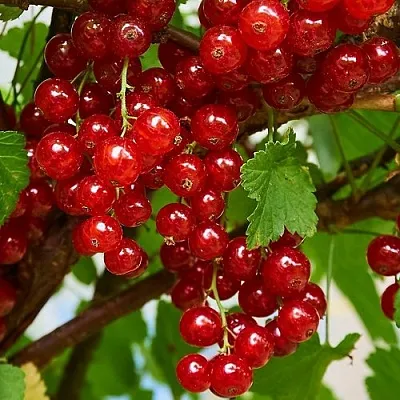 Смородина красная НАТАЛИ  Смородина красная НАТАЛИ в Ставрополе