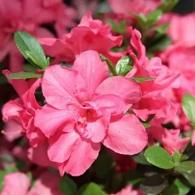 Азалия РОКОКО японская  Азалия РОКОКО японская в Ставрополе