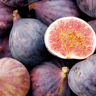 Инжир МУАССОН  Инжир МУАССОН в Ставрополе