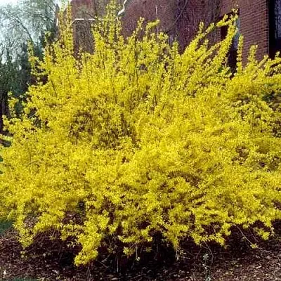 Форзиция ТАРАНДТ промежуточная  Форзиция ТАРАНДТ промежуточная в Ставрополе