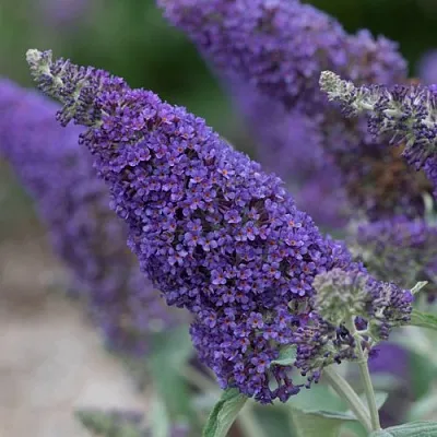 Буддлея НАНО ПЕРПЛ   Буддлея НАНО ПЕРПЛ  в Ставрополе