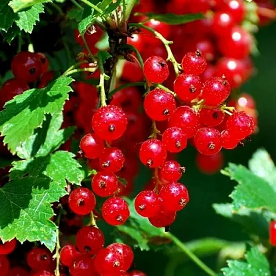 Смородина красная НЕНАГЛЯДНАЯ  Смородина красная НЕНАГЛЯДНАЯ в Ставрополе