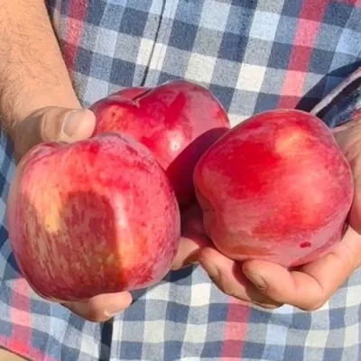 Яблоня ПАМЯТЬ КОВАЛЕНКО в Ставрополе