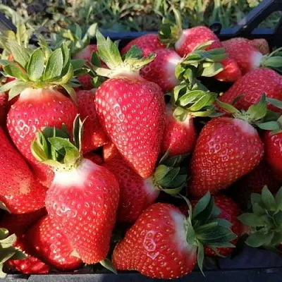 Клубника ЛЮЧИЯ  Клубника ЛЮЧИЯ в Ставрополе