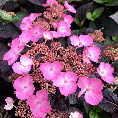 Гортензия ДАРЕДЕВИЛ пильчатая  Гортензия ДАРЕДЕВИЛ пильчатая в Ставрополе