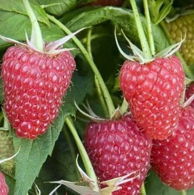 Малина ЕВРАЗИЯ  Малина ЕВРАЗИЯ в Ставрополе