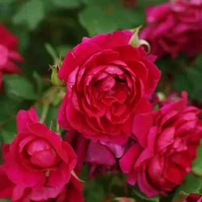 Саженцы роз КВАДРА плетистая  Саженцы роз КВАДРА плетистая в Ставрополе