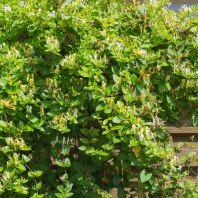 Жимолость ХАЛЛИАНА японская (Хелиана) — описание сорта Жимолость ХАЛЛИАНА японская (Хелиана) в Ставрополе