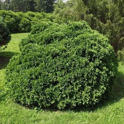 Туя УМБРАКУЛИФЕРА западная  Туя УМБРАКУЛИФЕРА западная в Ставрополе