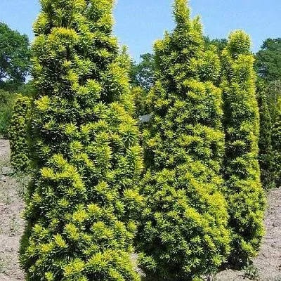 Тис ДАВИД ягодный в Ставрополе