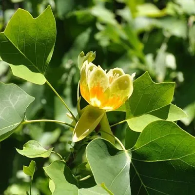 ЛИРИОДЕНДРОН тюльпанный  ЛИРИОДЕНДРОН тюльпанный в Ставрополе