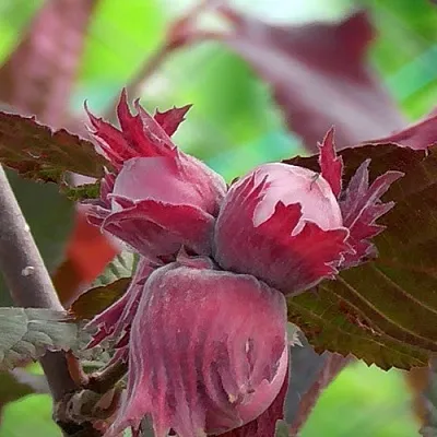 Фундук КАРДИНАЛ  Фундук КАРДИНАЛ в Ставрополе