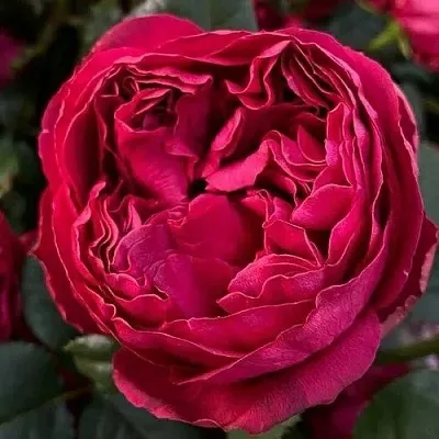 Саженцы роз РАСПБЕРРИ ЭЛЕГАНС чайно-гибридная  Саженцы роз РАСПБЕРРИ ЭЛЕГАНС чайно-гибридная в Ставрополе