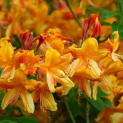 Азалия ОРАНЖ ХИТ листопадная  Азалия ОРАНЖ ХИТ листопадная в Ставрополе