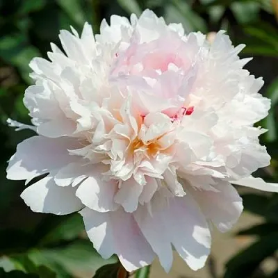 Пион АЛЕРТИ травянистый  Пион АЛЕРТИ травянистый в Ставрополе