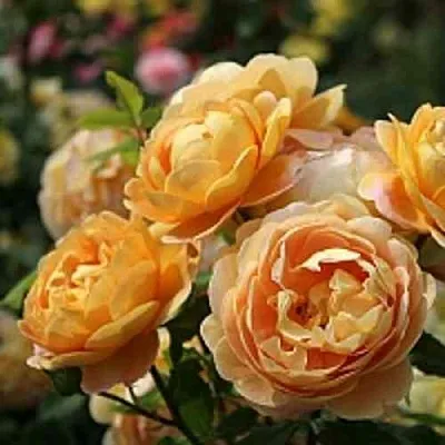 Саженцы роз ГОЛДЕН СЕЛЕБРЕЙШЕН английская  Саженцы роз ГОЛДЕН СЕЛЕБРЕЙШЕН английская в Ставрополе