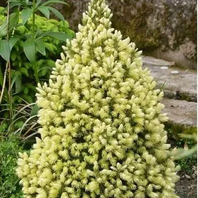 Ель МАЙГОЛД колючая в Ставрополе