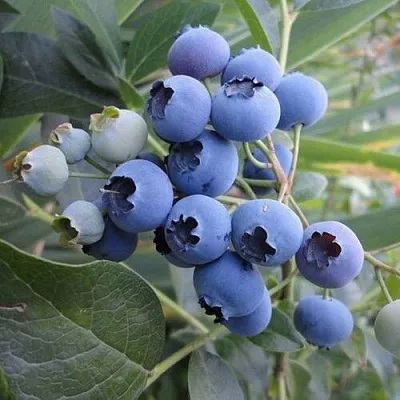 Голубика ЛЕГАЦИЯ  Голубика ЛЕГАЦИЯ в Ставрополе