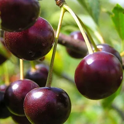 Вишня ЛИВЕНСКАЯ в Ставрополе