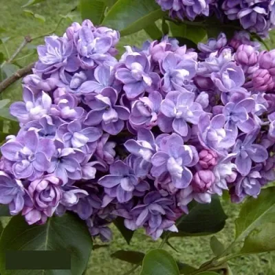 Сирень АМИ ШОТТ в Ставрополе