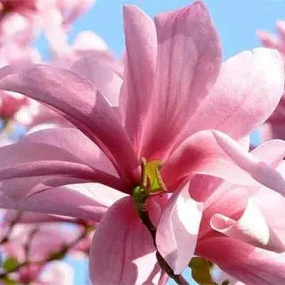 Магнолия ГАЛАКСИ  Магнолия ГАЛАКСИ в Ставрополе