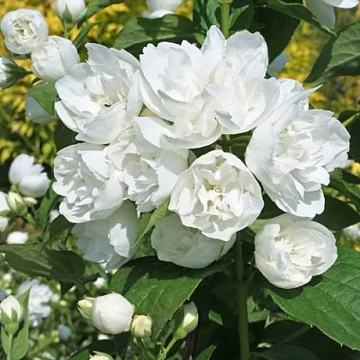 Жасмин махровый  Жасмин махровый в Ставрополе