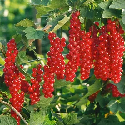 Смородина красная РУДНЕУС  Смородина красная РУДНЕУС в Ставрополе