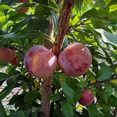 Плуот ГЕО ПРАЙД  Плуот ГЕО ПРАЙД в Ставрополе