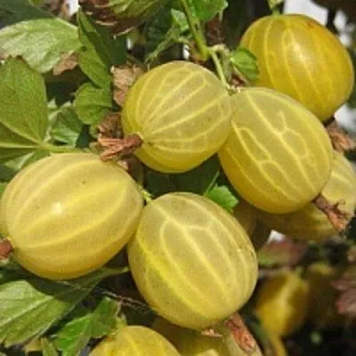 Крыжовник КУРШУ ДЗИНТАРС в Ставрополе