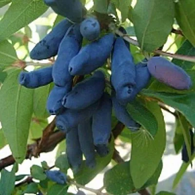 Жимолость съедобная ГОРДОСТЬ БАКЧАРА  Жимолость съедобная ГОРДОСТЬ БАКЧАРА в Ставрополе