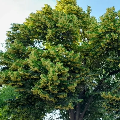 Липа  Липа в Ставрополе