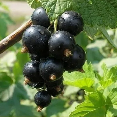 Смородина черная ПИГМЕЙ  Смородина черная ПИГМЕЙ в Ставрополе