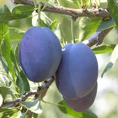 Слива СТЭНЛИ  Слива СТЭНЛИ в Ставрополе