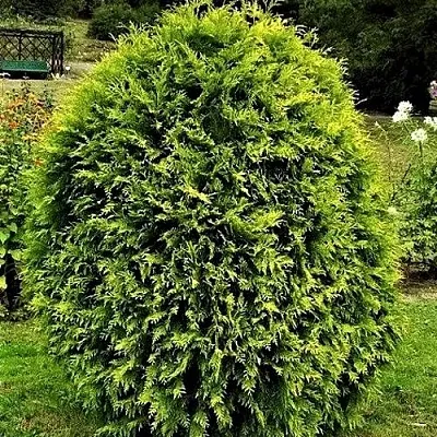 Туя ТИП ТОП западная  Туя ТИП ТОП западная в Ставрополе