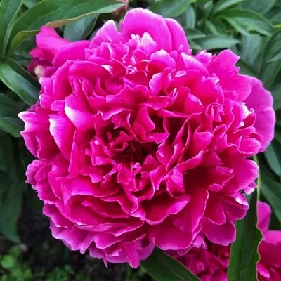 Пион КАРЛ РОЗЕНФЕЛЬД травянистый  Пион КАРЛ РОЗЕНФЕЛЬД травянистый в Ставрополе