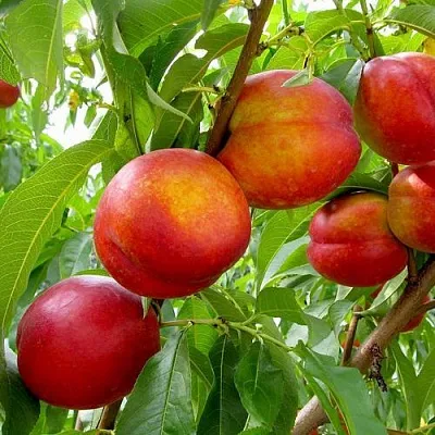 Нектарин ХАРБЛЕЙЗ  Нектарин ХАРБЛЕЙЗ в Ставрополе