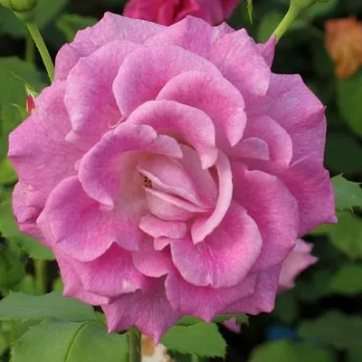 Саженцы роз ВИОЛЕТТА чайно-гибридная  Саженцы роз ВИОЛЕТТА чайно-гибридная в Ставрополе